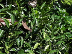 Papilio demoleus malayanus