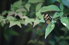 Methona themisto
