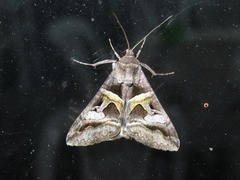 Melipotis perpendicularis