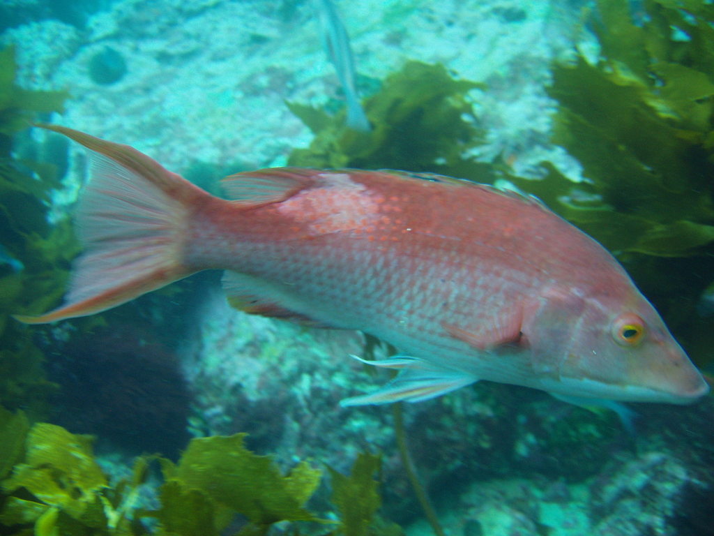 Eastern Pigfish (Bodianus unimaculatus) - Marine Life Identification