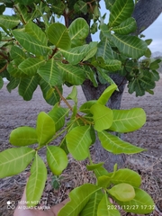 Anacardium