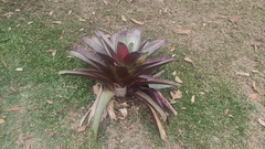 Alcantarea imperialis