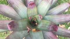 Alcantarea imperialis