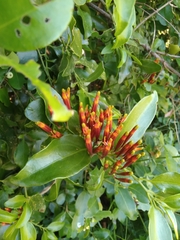 Agelanthus kraussianus