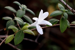 Barleria lawii
