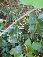 Agelanthus kraussianus