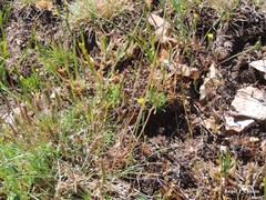 Arnoseris minima