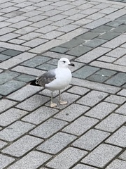 Larus michahellis