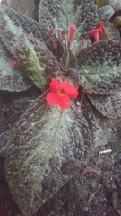 Episcia cupreata