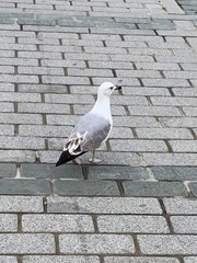 Larus michahellis