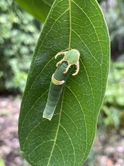Polyura schreiber