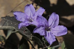 Ruellia erythropus