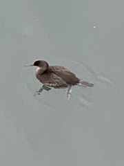 Microcarbo pygmaeus