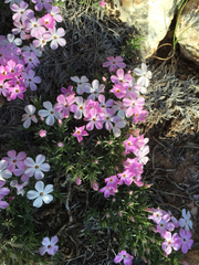 Polemoniaceae