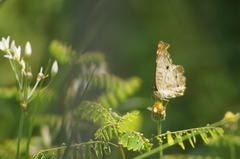 Anartia jatrophae
