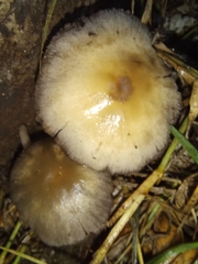 Psilocybe cubensis