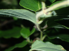 Aedes notoscriptus