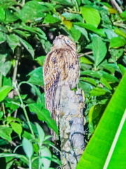Nyctibius aethereus