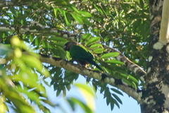 Deroptyus accipitrinus