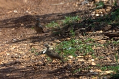 Galerida modesta