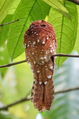 Rufous Potoo photo 4