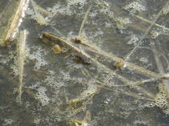 Gerris latiabdominis