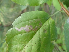 Stigmella oxyacanthella