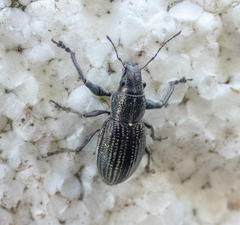 Naupactus tremolerasi