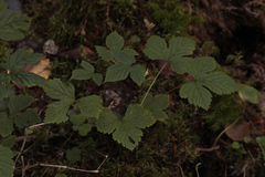 Rubus humulifolius
