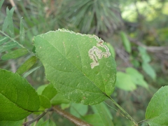 Stigmella oxyacanthella