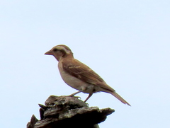 Yellow-Throated Petronia photo 3