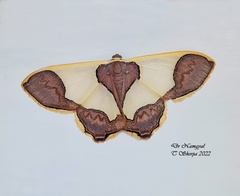 Plutodes subcaudata