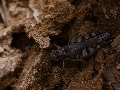 Baeacris