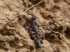 Baeacris