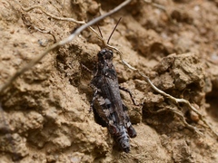 Baeacris