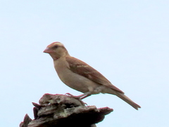 Yellow-Throated Petronia photo 5