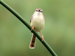 Prinia subflava affinis