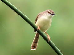 Prinia subflava affinis