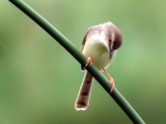 Prinia subflava affinis