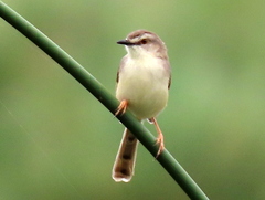 Prinia subflava affinis