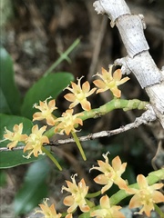 Tridactyle bicaudata bicaudata