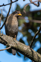 Rufous-Collared Robin photo 3