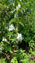 Mandevilla laxa