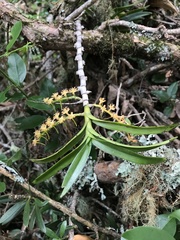 Tridactyle bicaudata bicaudata
