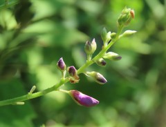 Desmodium cuspidatum
