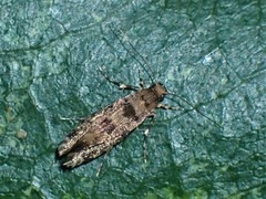 Parochmastis hilderi