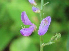 Desmodium cuspidatum