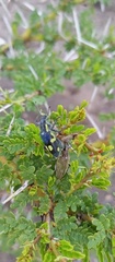 Polyclaeis longicornis