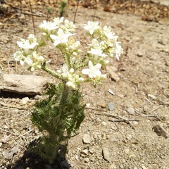 Cnidoscolus angustidens