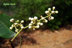 Aglaia lawii